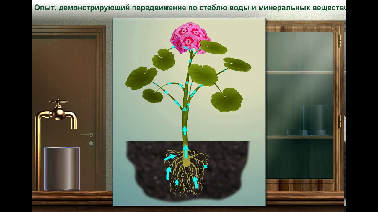 Опыты, передвижение по стеблю воды и минеральных веществ - YouTube
