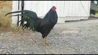 sumatra rooster crowing | voice of a gamefowl