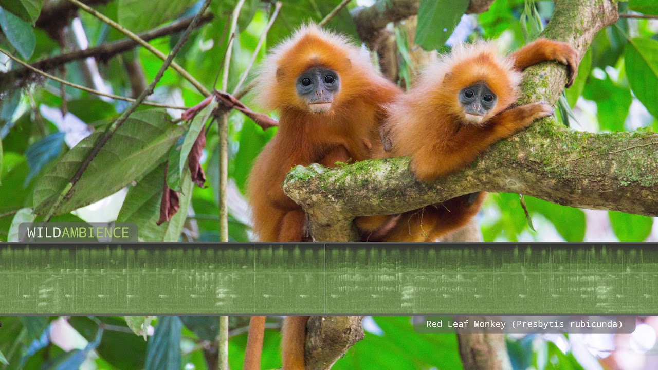 Red Leaf Monkey - Sounds and calls