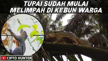 berburu tupai terbaru di kebun sawit bonus burung tekukur dan punai || pest control hama tupai