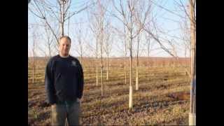 Large Trees  Scranton Craigslist add    Sunset Red Maples