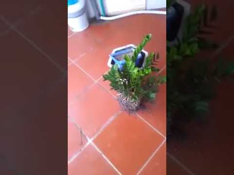 Video Cây ngải tổ ( bùa ngải ) và tác hại của người nuôi hộ - youtube