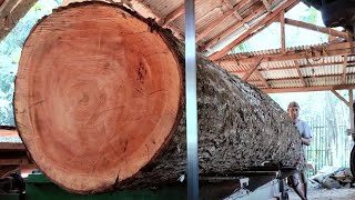 Download Lagu The largest and most dangerous mahogany cutting in a sawmill  MP3