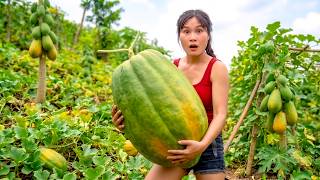 TIMELAPSE: Process Of Harvesting A Lot Of Strange Papayas In The Orchard To Sell At Market