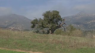 Fundraiser to save portion of San Marcos Foothills Preserve reaches fundraising goal