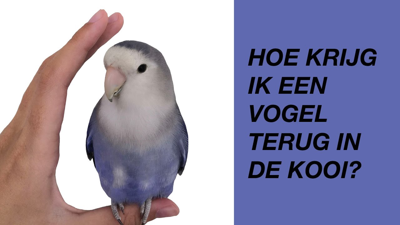 Een Vogel Terug In De Kooi Krijgen: 5 Manieren - YouTube