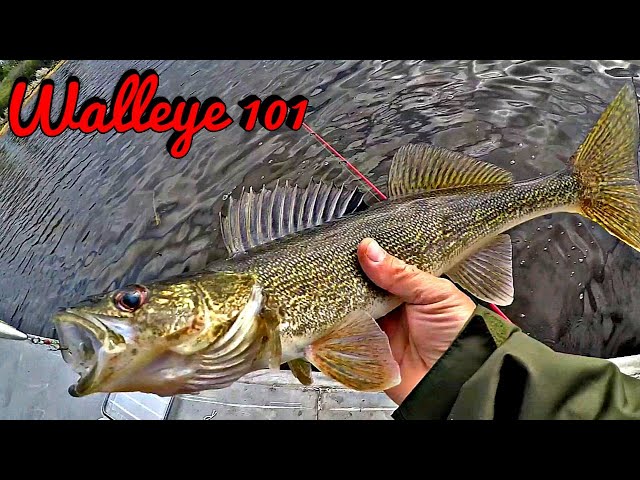 Top 3 Hooks for Shore Fishing Walleye 