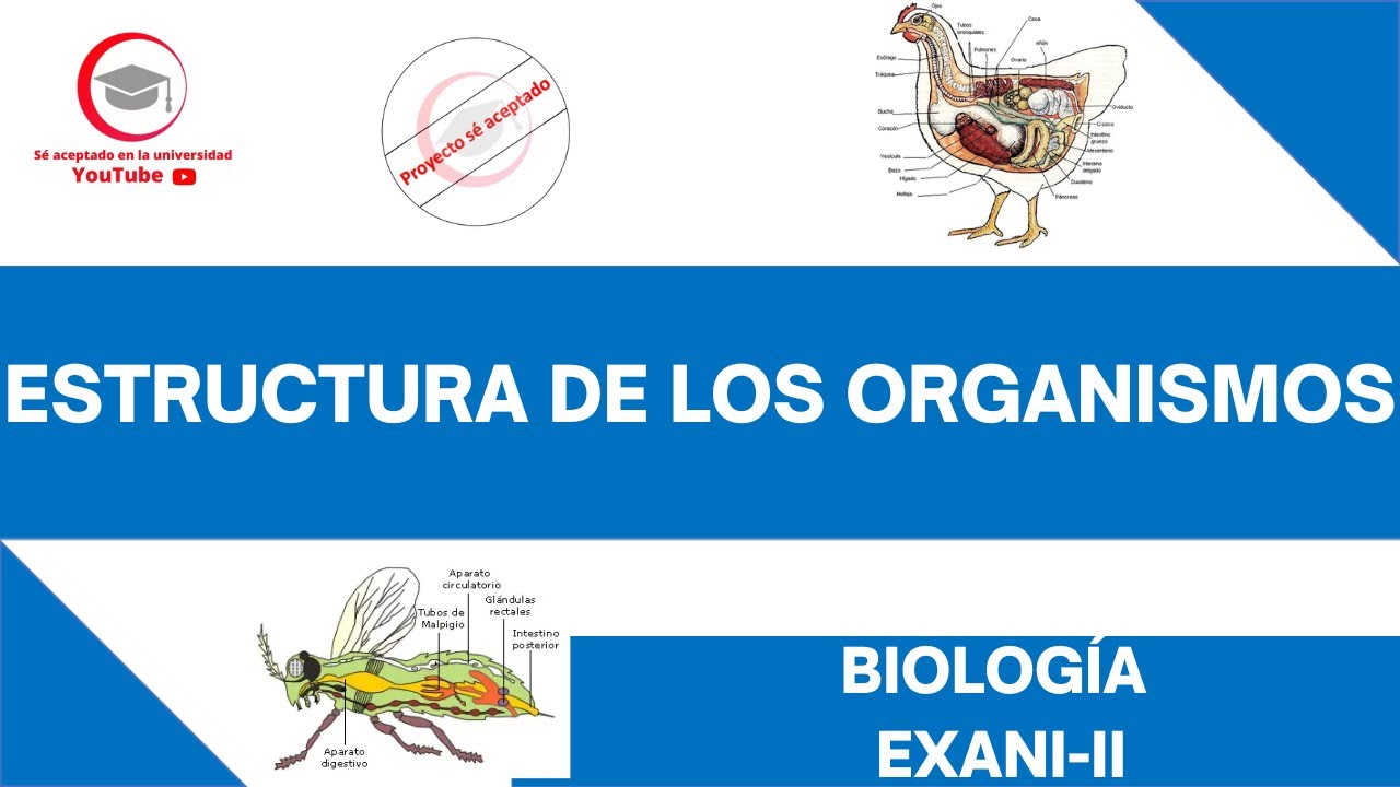 ESTRUCTURA DE LOS ORGANISMOS | BIOLOGÍA | EXANI-II 2024 - YouTube