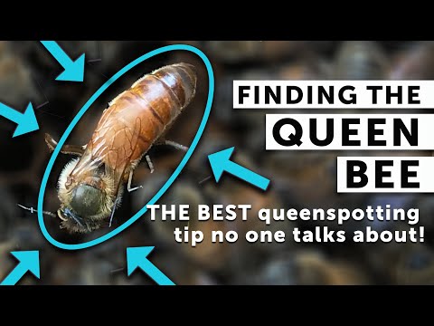 वीडियो: चींटी फार्म कैसे बनाएं: 11 कदम (चित्रों के साथ)