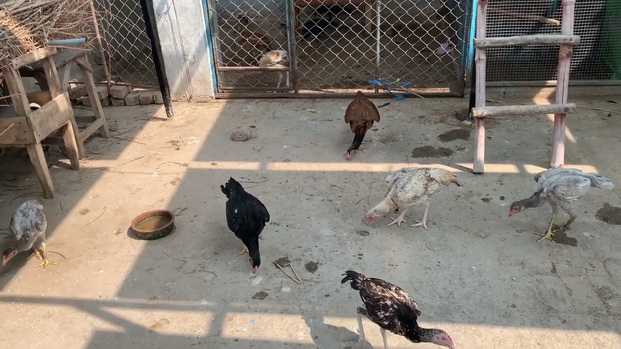 Murghiyan Aur Guardian Dog: Ek Unique Natural Bond | Feeding, Drinking & Protection Science