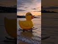 Rubber duck surfing skills are actually insane #skills #satisfying