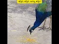 ಹತ್ತಿರ, ಹತ್ತಿರ, ಇನ್ನೂ ಹತ್ತಿರ Peacock coming nearer to us; National Bird in our home yard