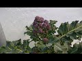 How to Harvest Purple Sprouting Broccoli - Hilltop Home Grown