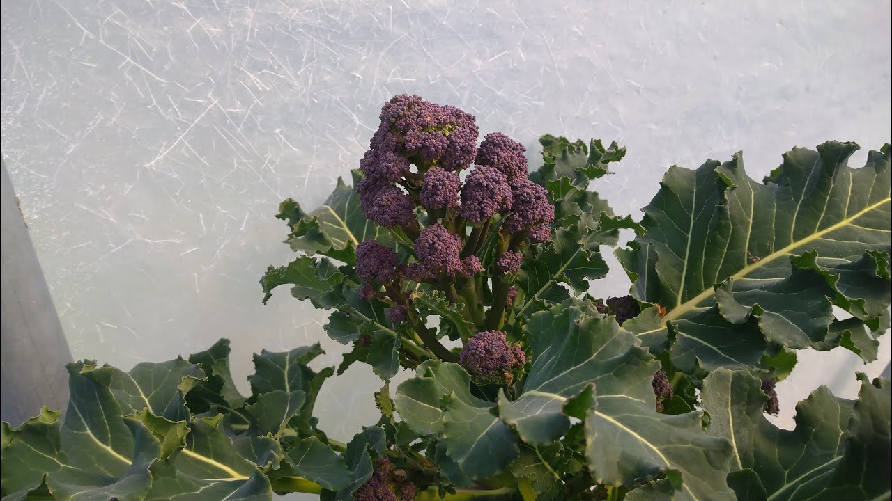 How to Harvest Purple Sprouting Broccoli Hilltop Home Grown YouTube