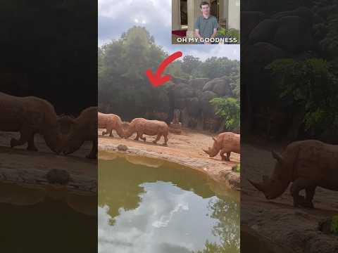 Rhinoceros🦏One Of The