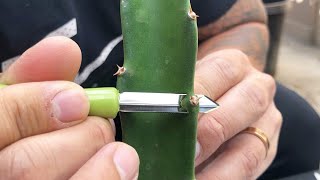 How to V Cut Graft a Dragon Fruit Part 1