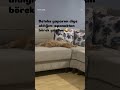 #cat #yavruhayvanlar #reels #kedi #kedde #keşfet #love #catvideos #cute #kediler #cat #cat #reels