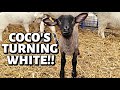 WHY IS MY BLACK WOOLED LAMB TURNING WHITE?? Vlog 288