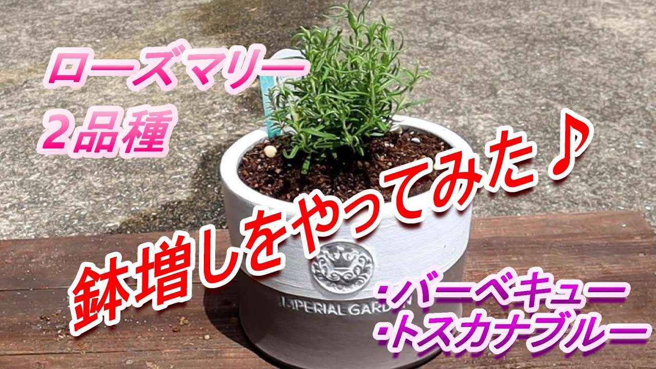 ローズマリーの鉢増しをやってみた Youtube