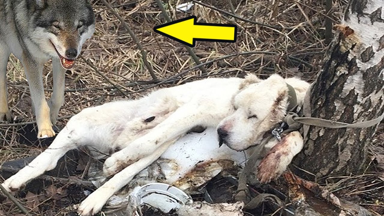 Хозяин вывез в лес собаку, привязав к дереву, но то что она сделала ...