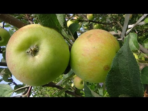 Как определить когда яблоки поспели?