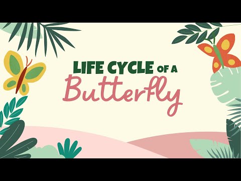 Butterfly Life Cycle