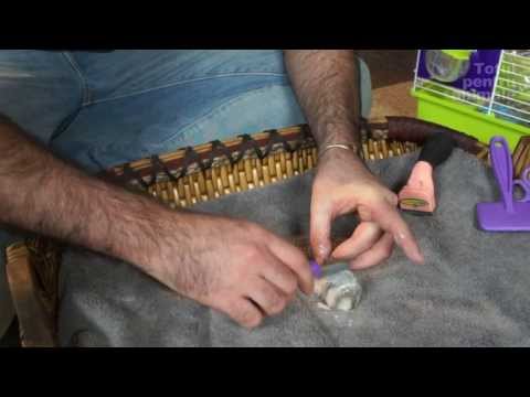 Video: Cum Să Scapi De Mirosul De Hamster