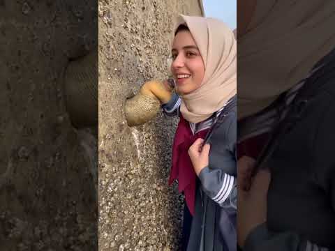 Islam Schoolgirl Student Pupil Classmates 