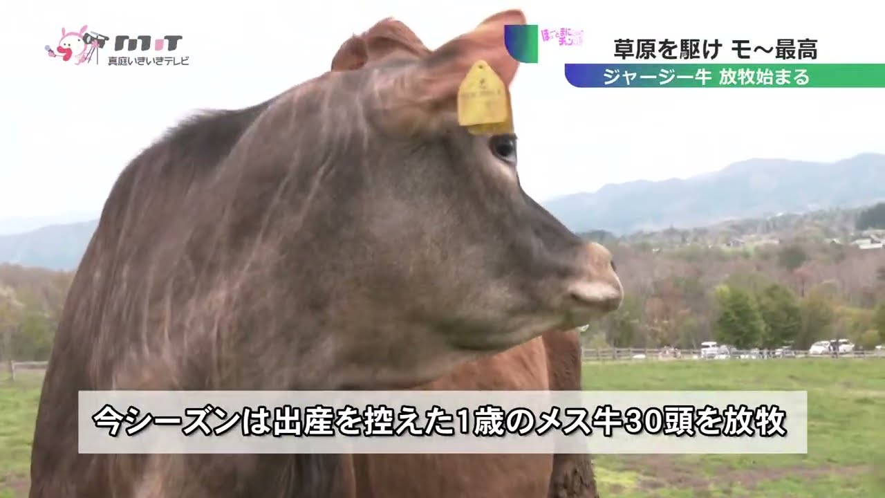 ジャージ－牛放牧始まる - YouTube