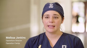 Veterinary Ultrasound: Operation Catnip