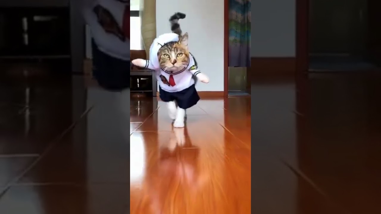 Cat fashion home 🤩 Cute cats video 