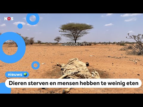 Video: Wat is grond honger?