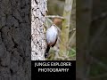 Bewick&#39;s Wren feeding at suet hole in Texas #birds #birdcalling Shorts