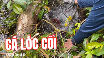 Dính Ngay Con Cá Lóc Cối Ở Cái Đầu, Bấc Xuống Lờ Chạy Toàn Cá To