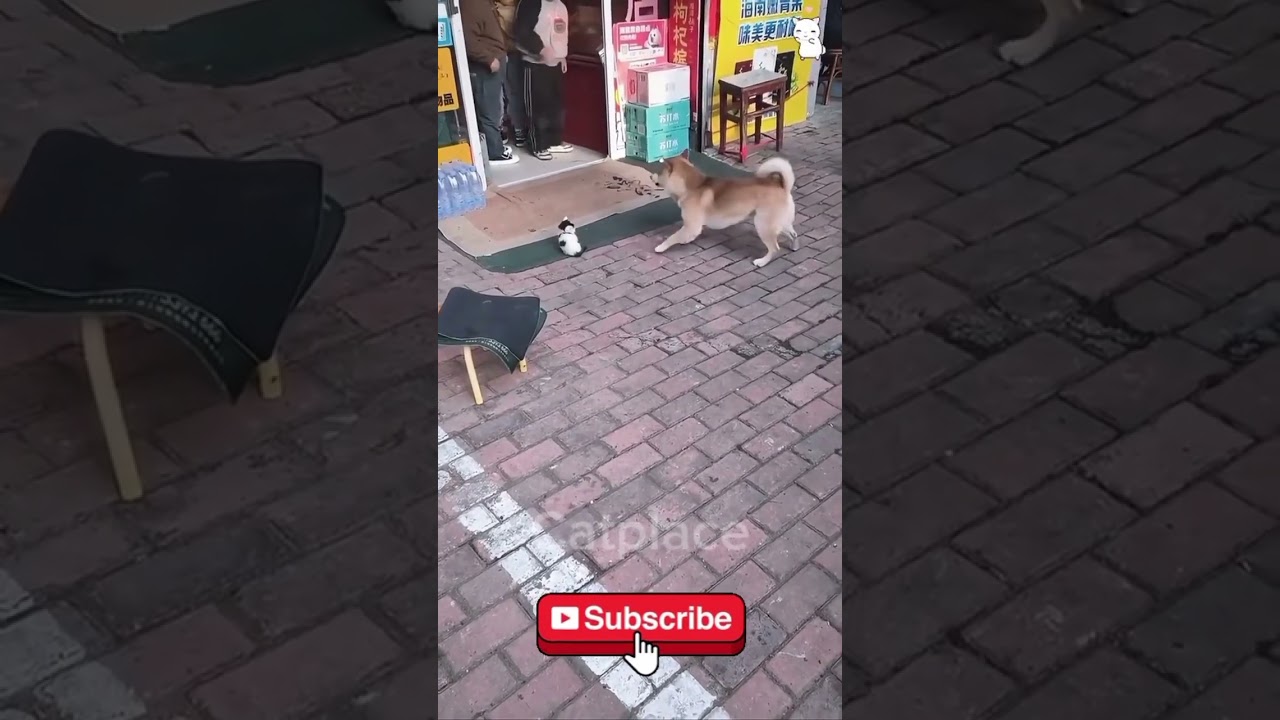 Look at the cat mom! 