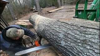 sawmilling a black oak log with a large crotch section.  Can I cut it #sawmilling