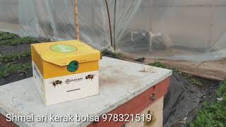 Shmel Arila Haqida Qòchimcha Malumot