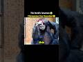 The Smartest Chimp Ever 🦍