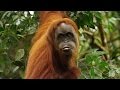 Orangutan National Geographic Documentary HD