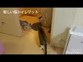新しい猫トイレマットに警戒する猫達