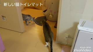 新しい猫トイレマットに警戒する猫達