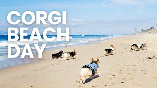 HUNDREDS of CORGIS INVADE Huntington Beach!!!  Corgi Beach Day Fall 2023