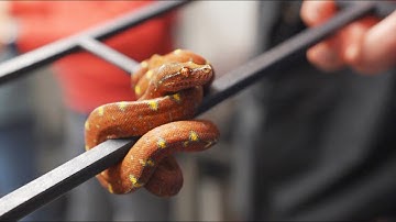 Handling Green Tree Pythons
