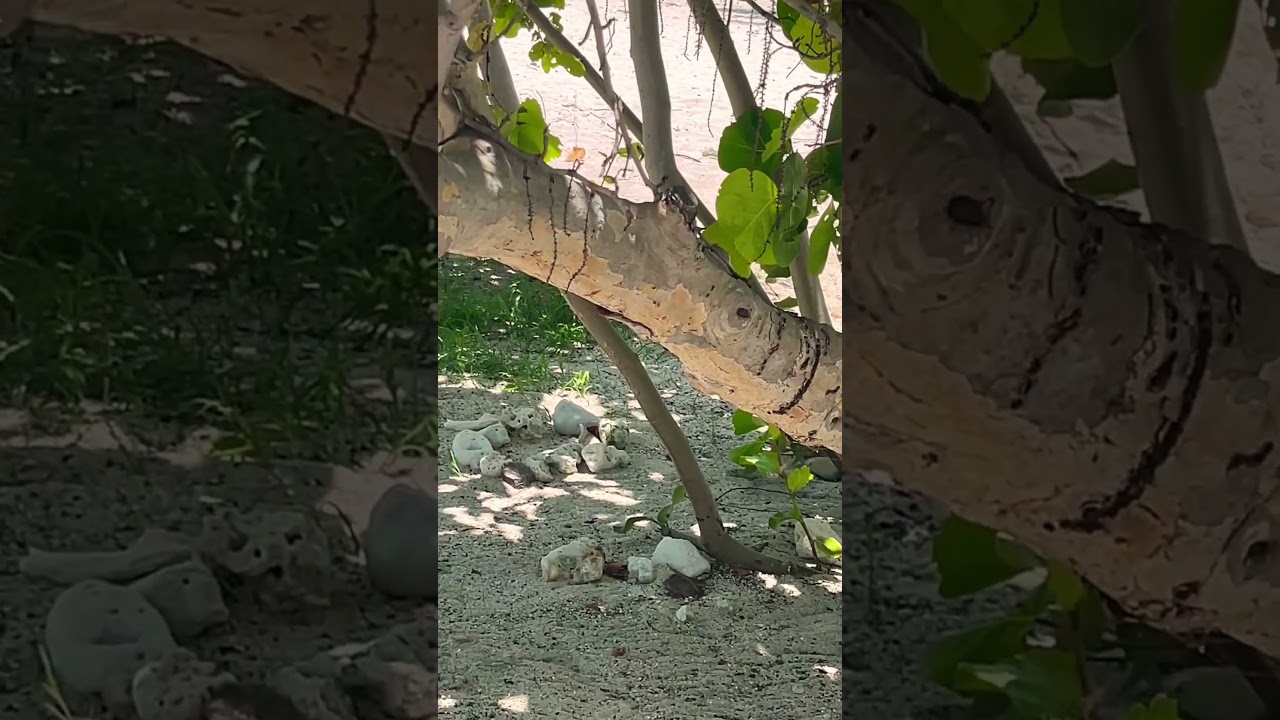 Bird VS. Lizard! #birds #bird #lizard #lizards #nature #cruise #wildlife #bahamas