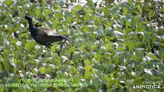 നാടൻ താമരക്കോഴി,   ഈർക്കിലിക്കാലൻ,ചവറുകാലി (മെറ്റോപിഡിയസ് ഇൻഡിക്കസ്)