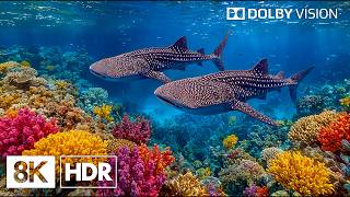 Mesmerizing Deep Blue Ocean Creatures in 8K HDR | Dolby Vision™ screenshot 4
