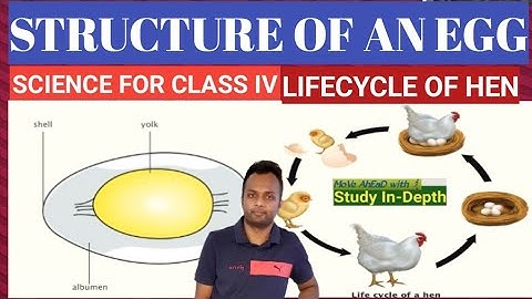 Structure Of An Egg || Lifecycle Of Hen|| Explained In Hindi || Study In Depth || By Jawed Akhtar ||