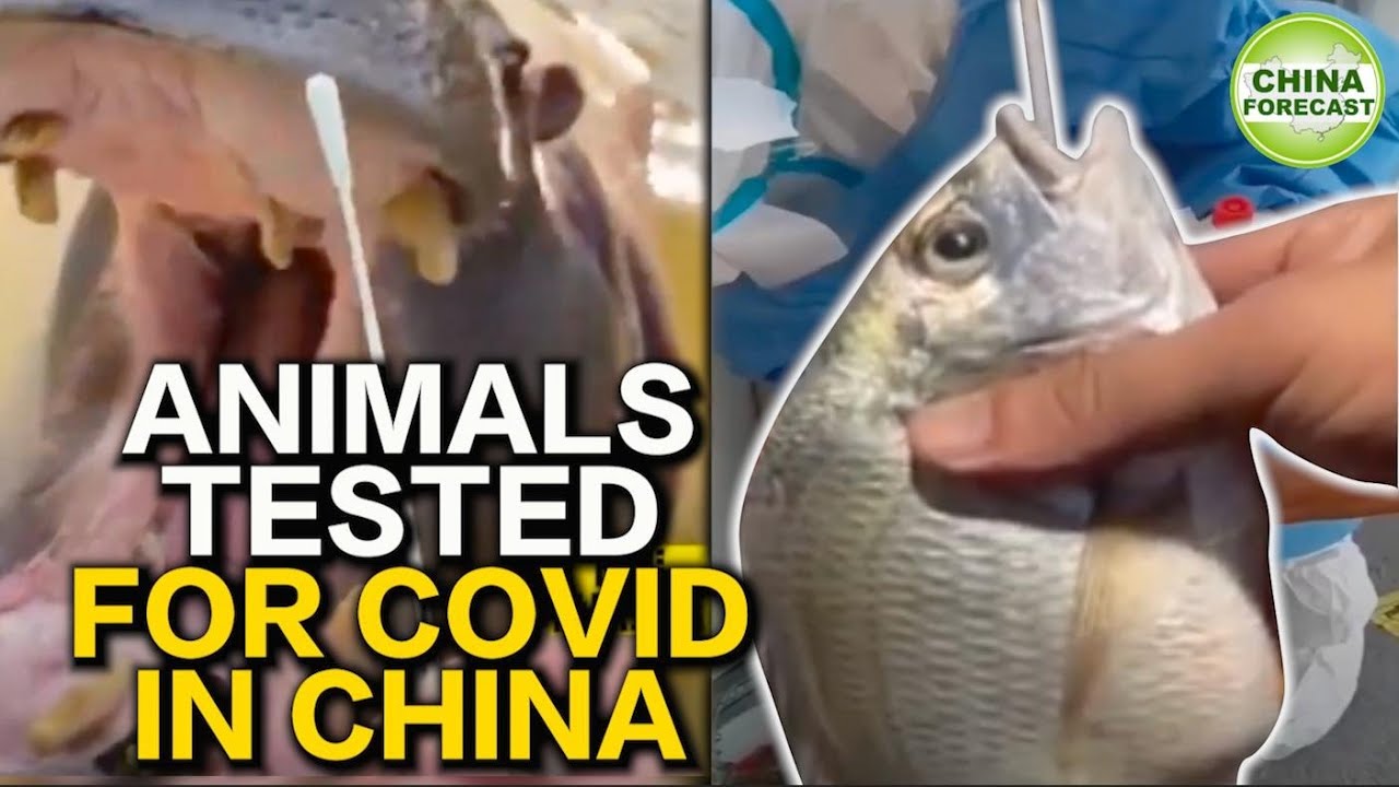 Fish Are Tested for Covid-19; Experts Say There Is No Evidence of Fish ...