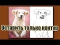 Как из фотографии оставить только контур