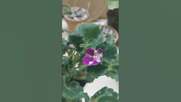 Фиалка и горшок не по размеру